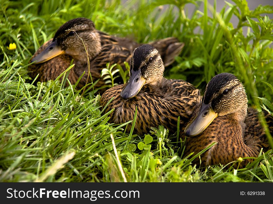 Family of ducklings on a green grass. Family of ducklings on a green grass
