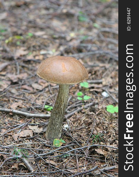 Closeup of a mushroom – rough boletus