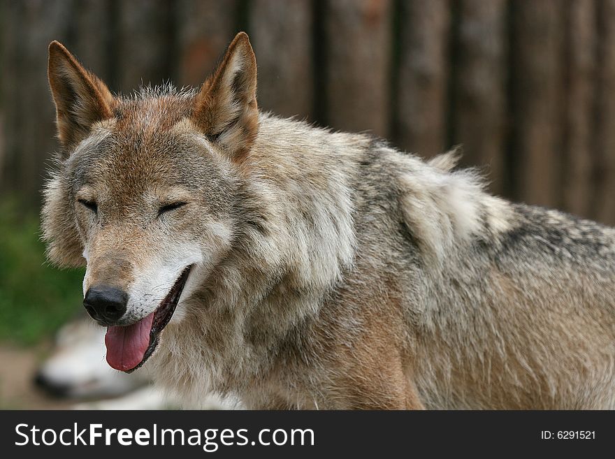 â€œSmilingâ€ wolf (with an open mouth)