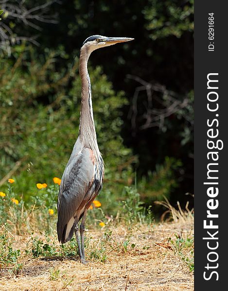 A great blue heron standing tall in grass.  Taken on Stanford Campus.