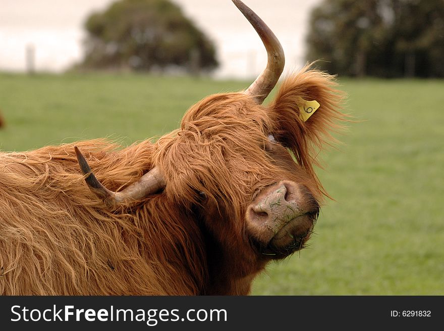 close up of a hairy cow