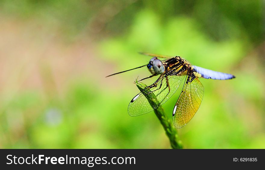 A dragonfly is standing on a stalk