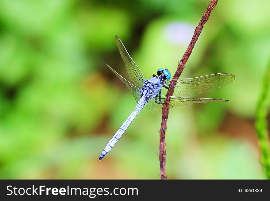 A dragonfly is standing on a stalk