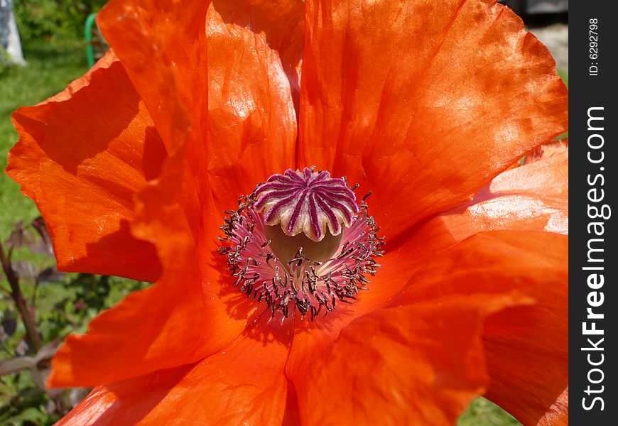 Macro of a Poppy Flower, i love this flower because of its alien look and beautiful colors. This photo is untouched.