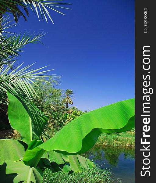 Tropical Paradise - Nile river in Egypt