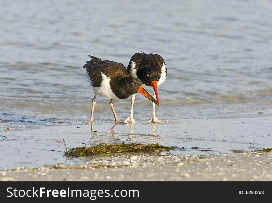 Oystercatcher feeding her chick