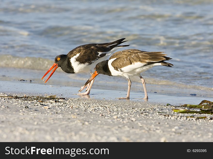 An American Oystercatcher tosses a shellfish into her bill preparing to eat it. An American Oystercatcher tosses a shellfish into her bill preparing to eat it