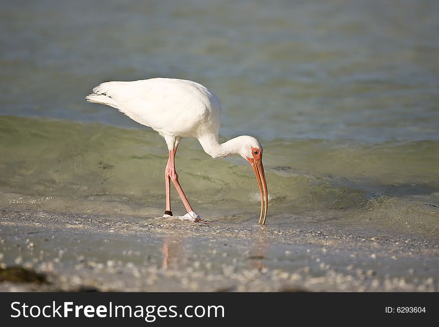 White Ibis Feeding In The Surf