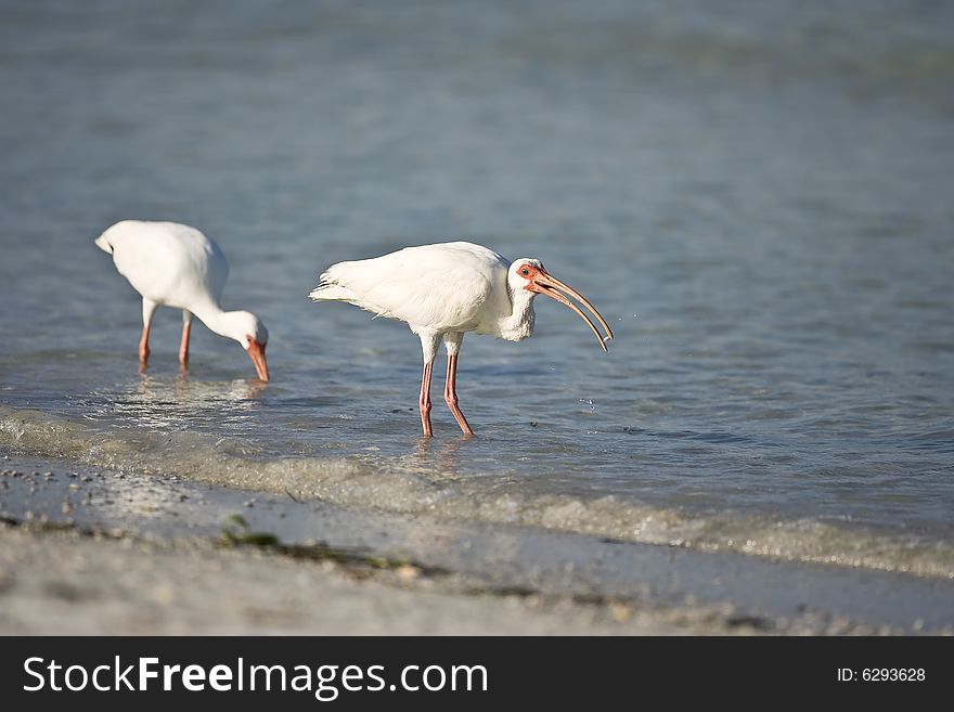 A pair of White Ibis feeding on shellfish in the surf