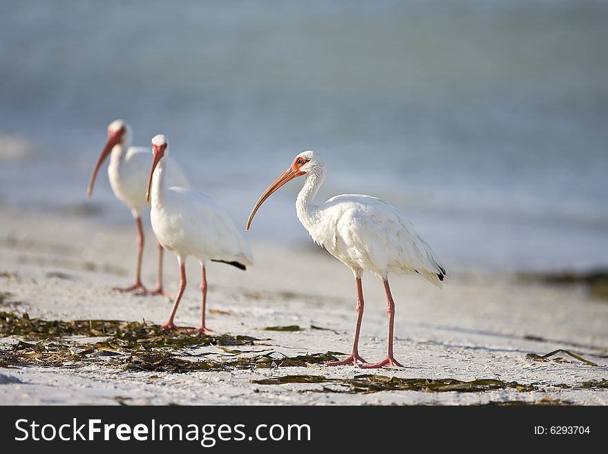 A trio of White Ibis resting after a meal on the beach. A trio of White Ibis resting after a meal on the beach