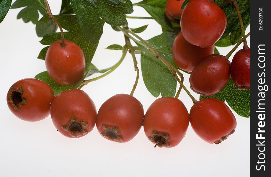 Hawthorn berries isolated on white background