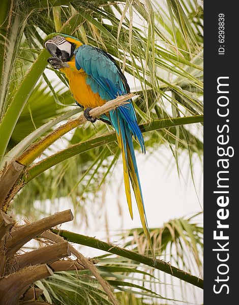 Gold And Blue Macaw on a palm tree