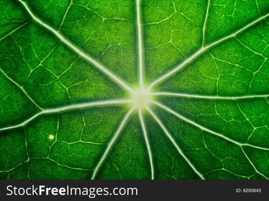 Macro of green nasturtium leaf. Macro of green nasturtium leaf