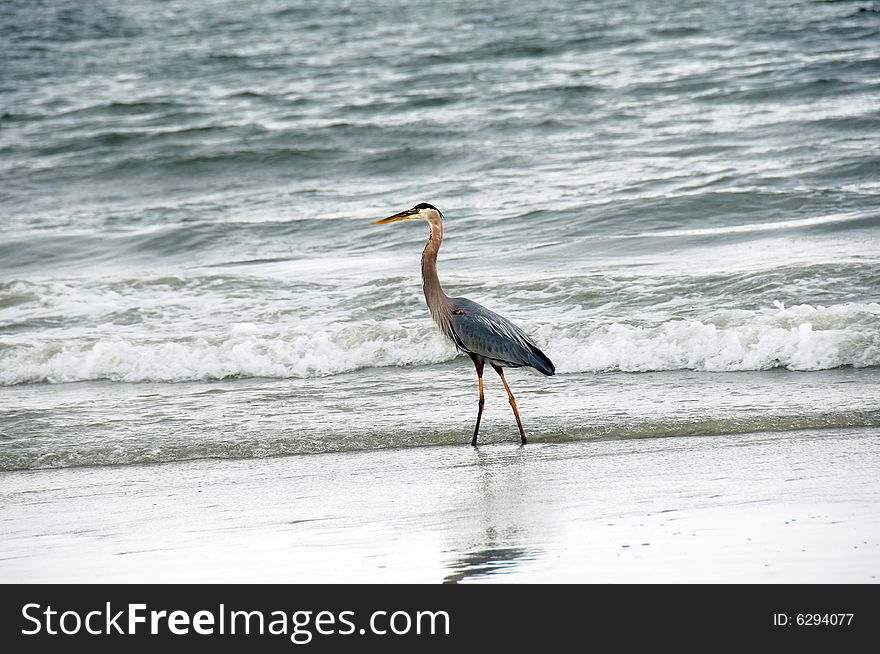 A bird on the beach. A bird on the beach