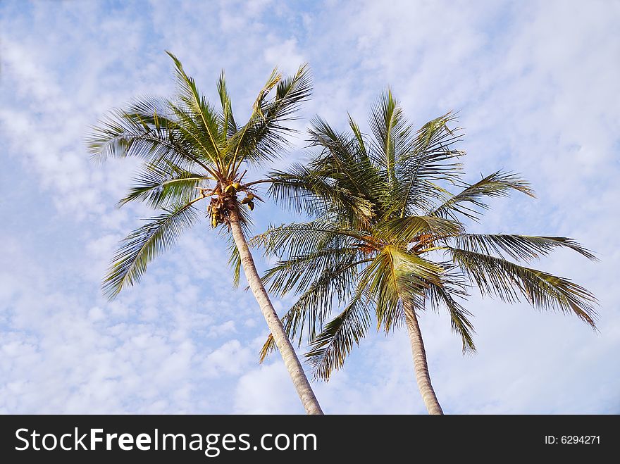 Coconut palms in the sun against a dappled blue tropical sky. Coconut palms in the sun against a dappled blue tropical sky.