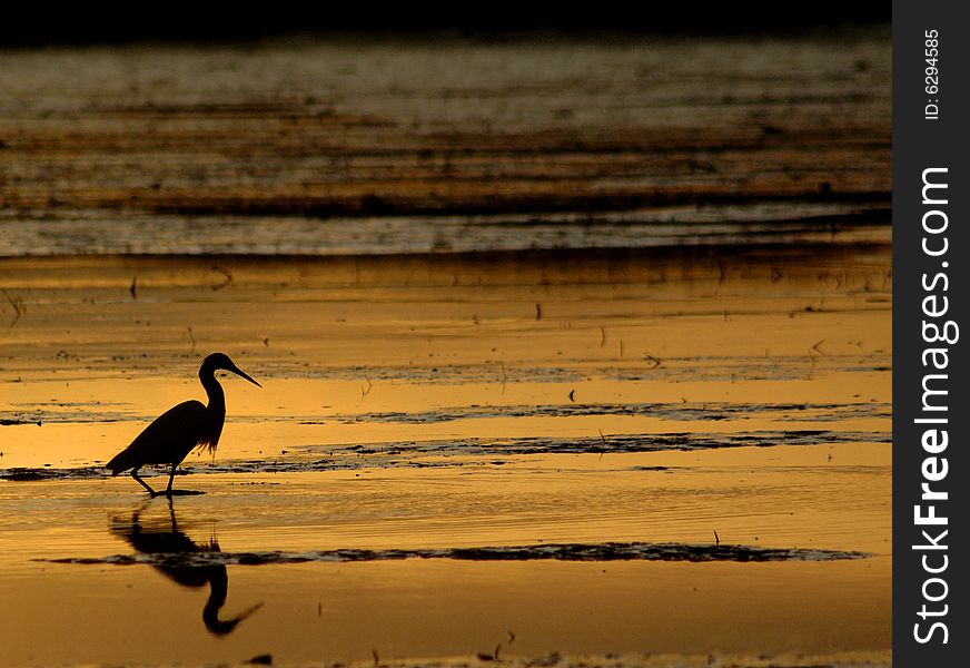 Little egret at sunset, giving a beautiful silhouette. Little egret at sunset, giving a beautiful silhouette