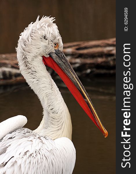 Portrait of RedBill Pelican from the zoo