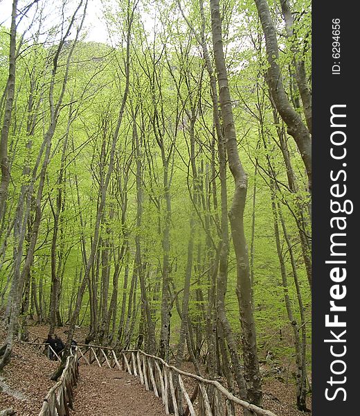 A view from inside the woods in the national park of Abruzzo