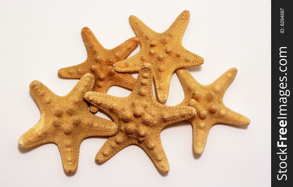 Cute starfishes are living sea organisms.