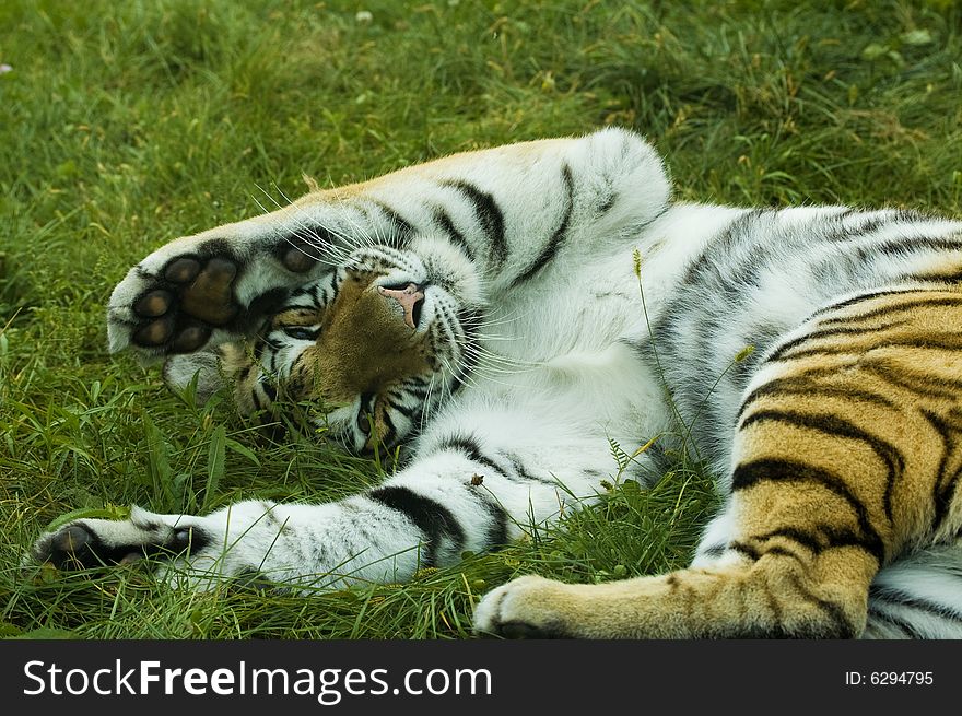 A tiger laying down on the grass playing. A tiger laying down on the grass playing