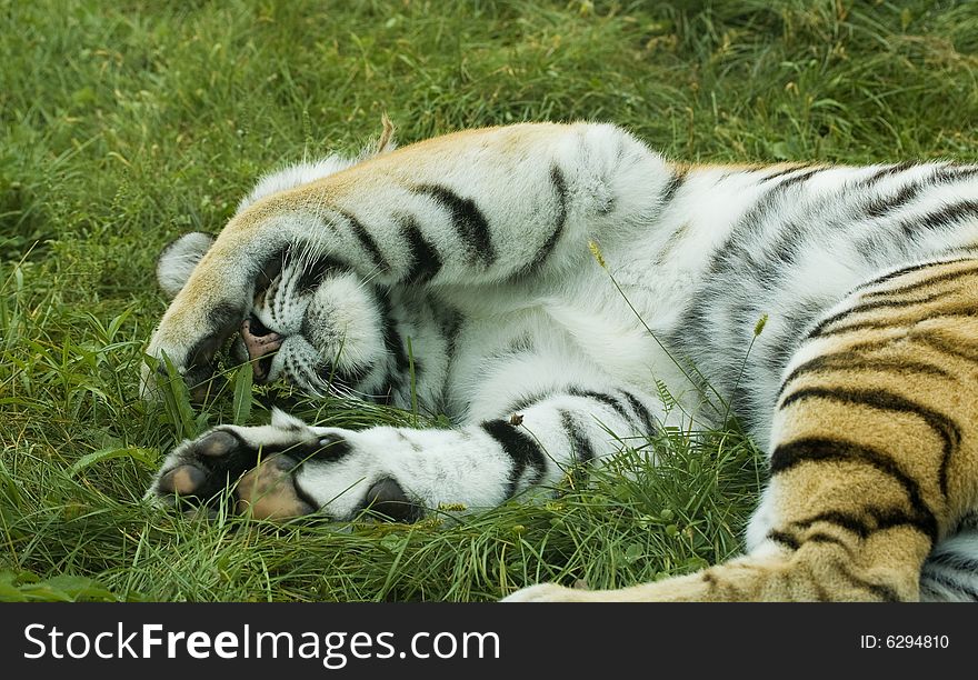 A tiger sleeping on grass with a leg over it's eyes. A tiger sleeping on grass with a leg over it's eyes