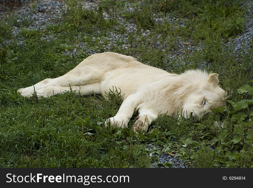 A male white lion sleeping on the grass. A male white lion sleeping on the grass