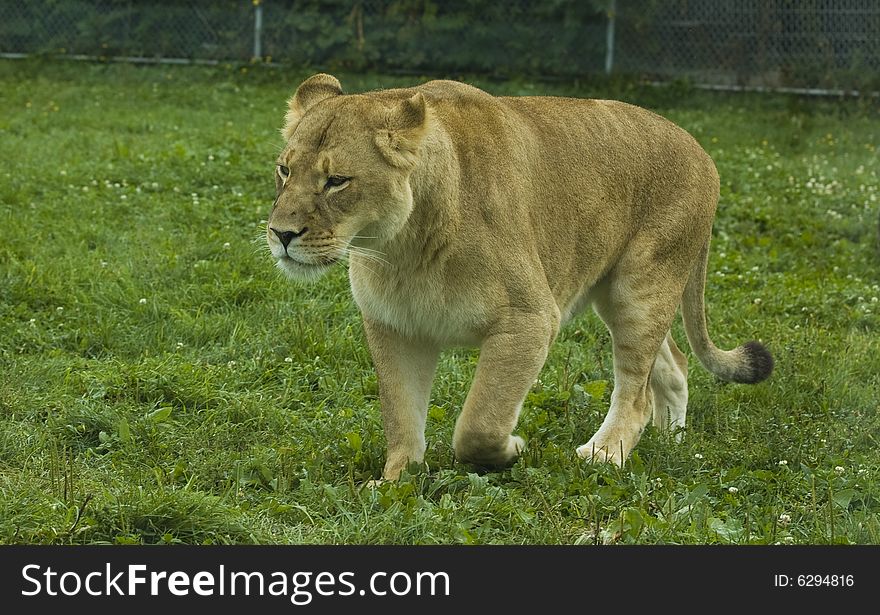 A young lioness walking in a grass field. A young lioness walking in a grass field