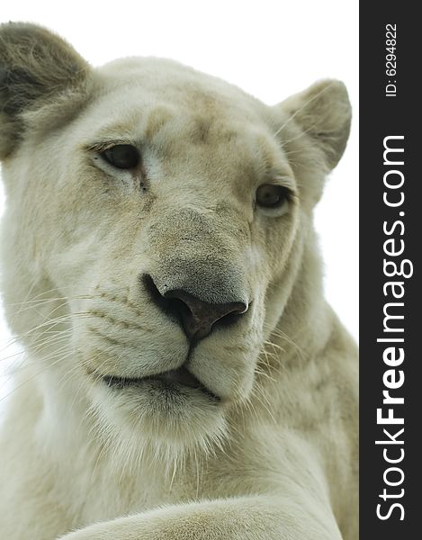 A closeup portrait of a female white lion. A closeup portrait of a female white lion