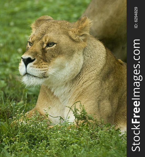 A young lioness laying on grass, closeup with depth of field effect