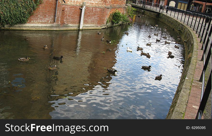 Ducks in town river on a bright day