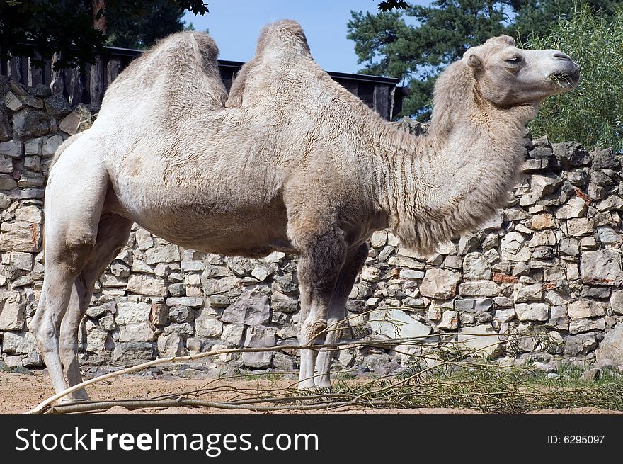 Camel, outdoor, the sunny day