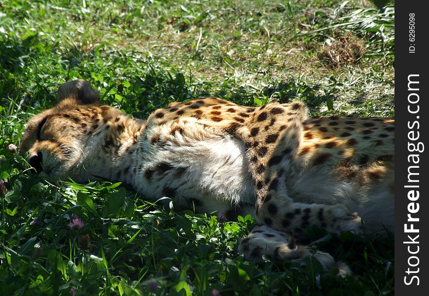 Cheetag relaxing under the tree. Cheetag relaxing under the tree