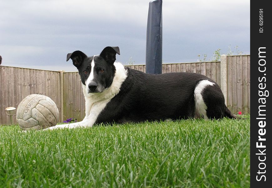 Nosey Black and White dog laid with football in england. Nosey Black and White dog laid with football in england