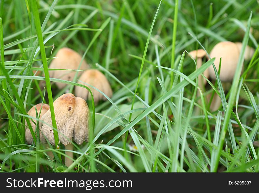Toxic mushrooms growing in grass field. Toxic mushrooms growing in grass field