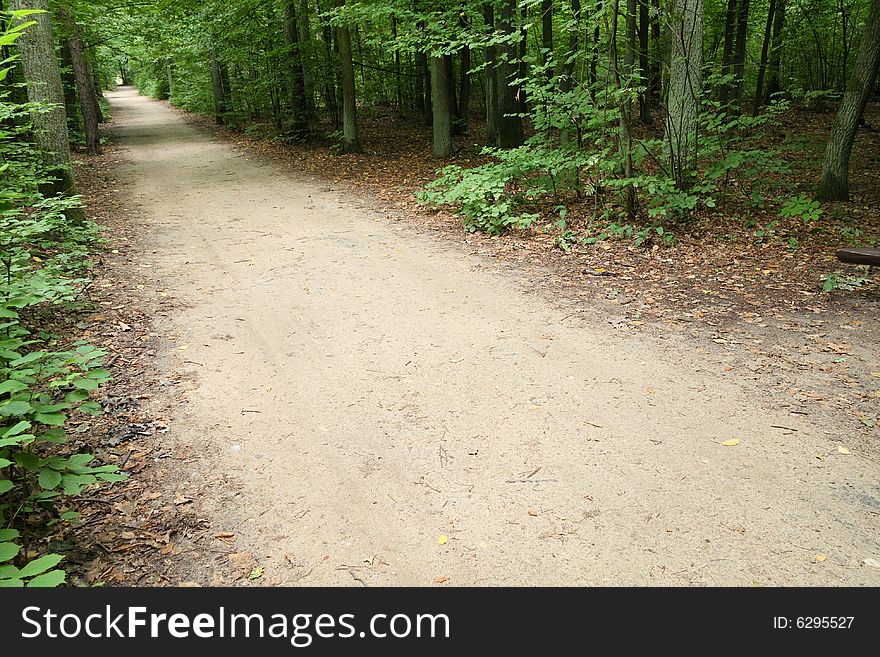 Path in a peaceful forest. Path in a peaceful forest