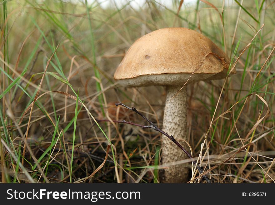 Single boletus growing in a forest. First sign of autumn. Single boletus growing in a forest. First sign of autumn.