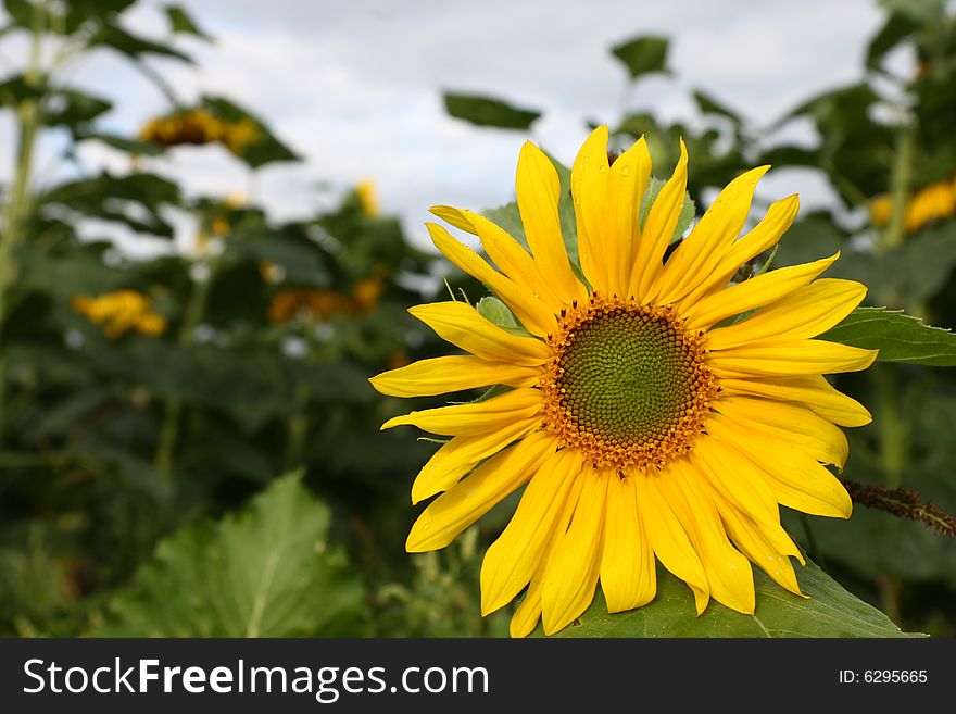 Single Sunflower ,on Sunflowers Field