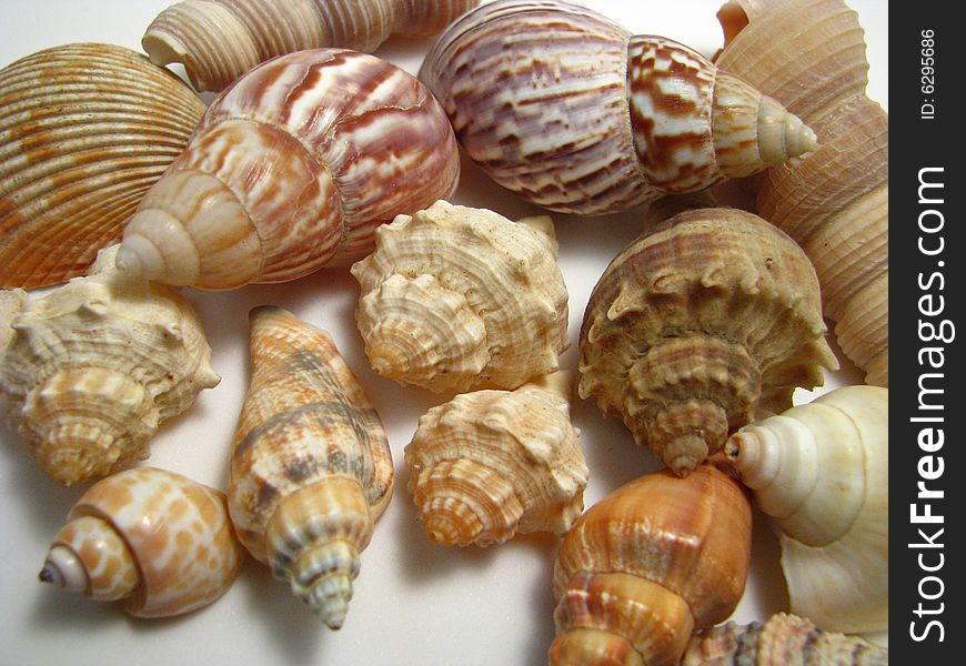 An arrangement of various seashells on a white background