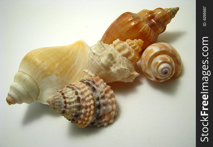 An arrangement of various seashells on a white background