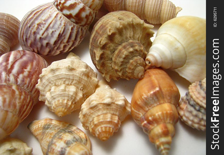 An arrangement of various seashells on a white background