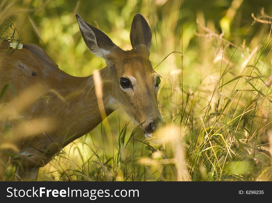 Deer eating grass on a sunny day.