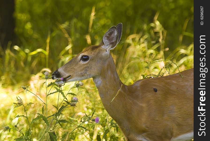 Deer profile