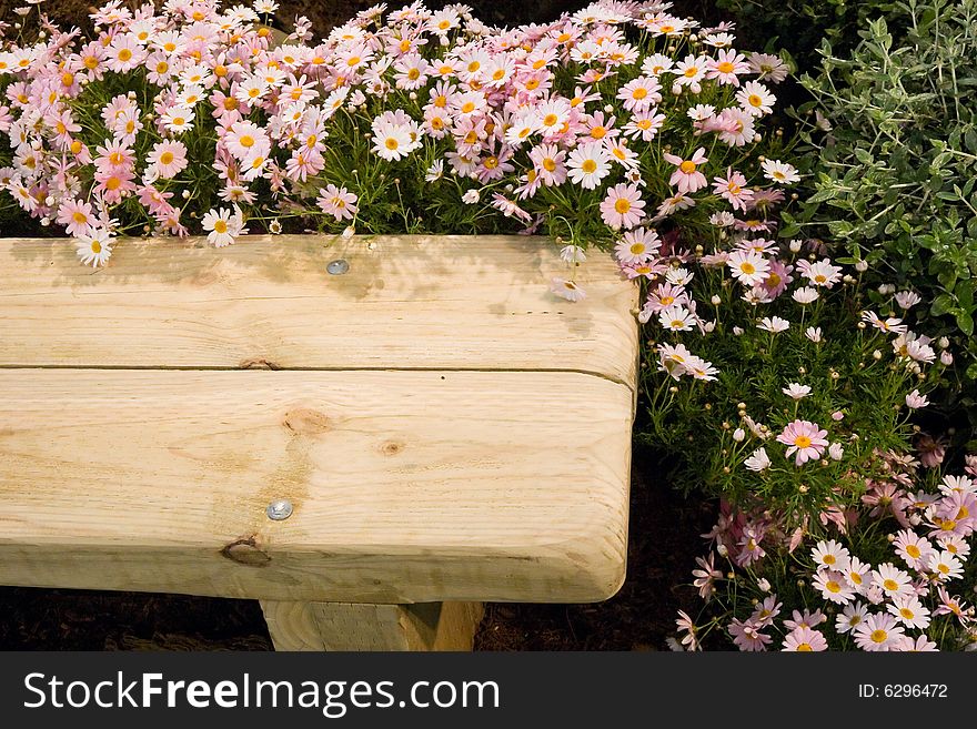 A wooden bench and pink and white daisies