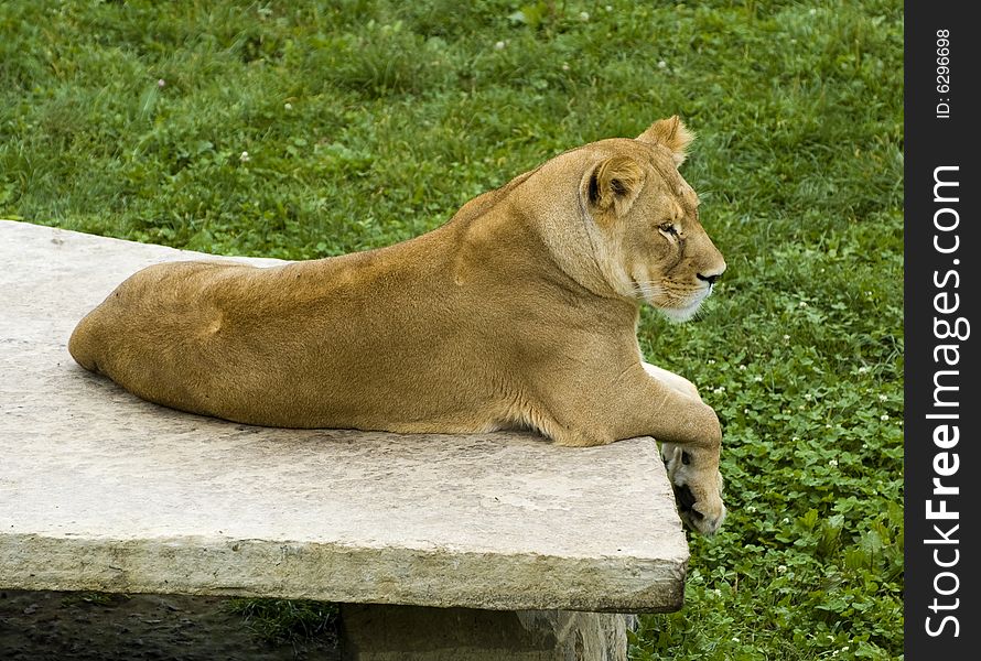 A lioness relaxing on a big flat stone. A lioness relaxing on a big flat stone