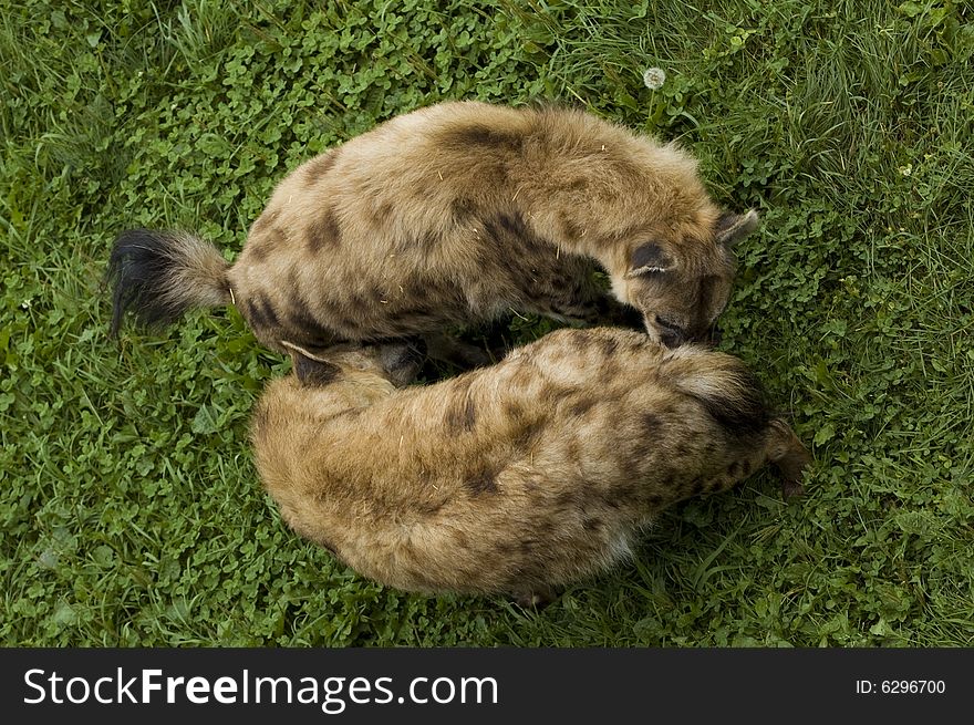 Two hyena smelling each other with hostile attitude