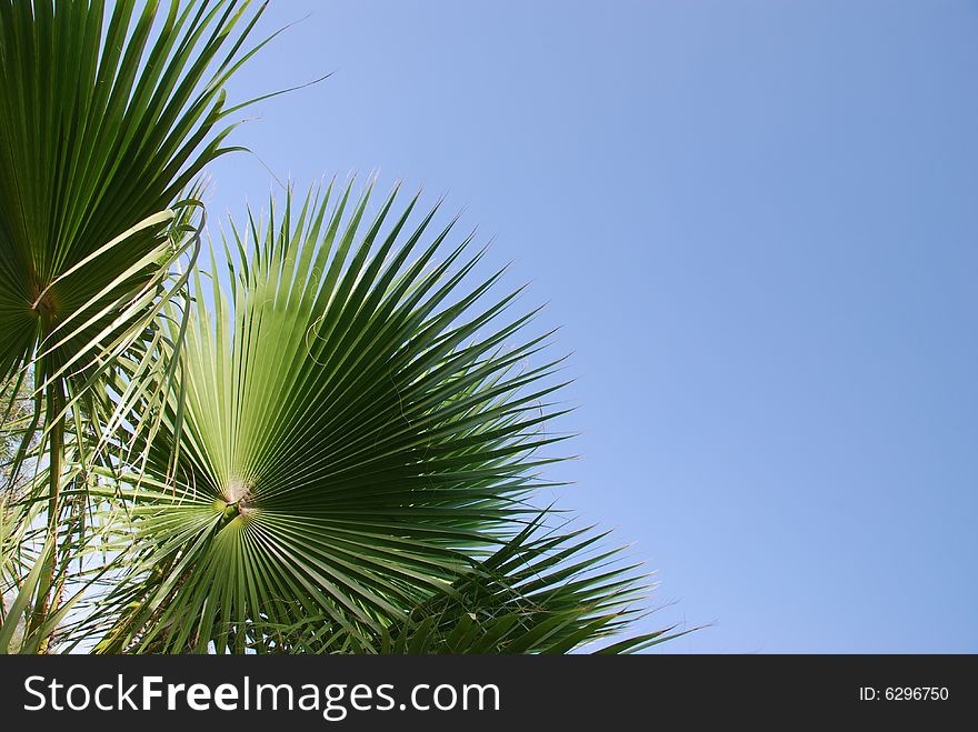 Palm leaves on a background of the blue sky. Palm leaves on a background of the blue sky