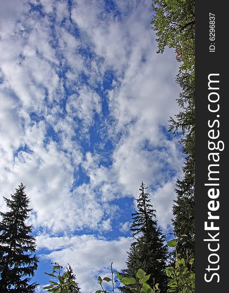 Wide angle shot looking up with trees and sky and clouds. Wide angle shot looking up with trees and sky and clouds