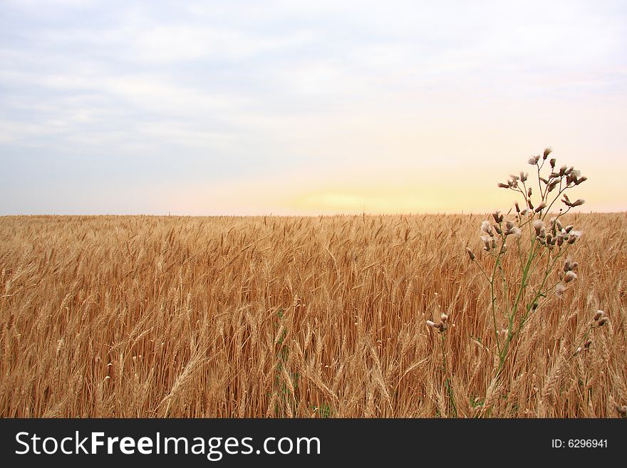 Flat wheat field with sunset