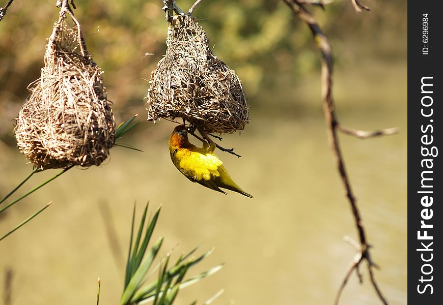 Cape Weaver