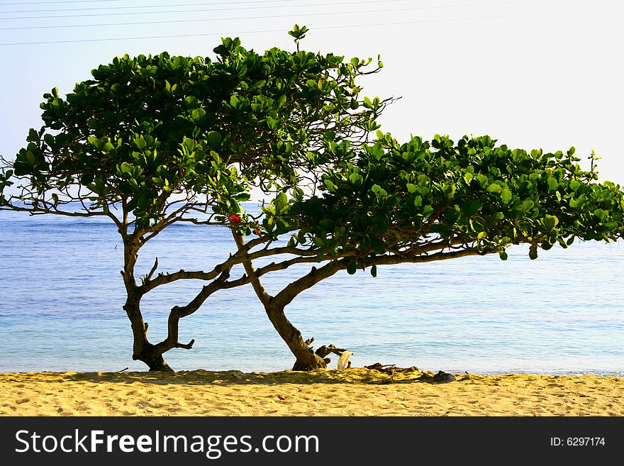 Tropical Trees On A Sandy Beach